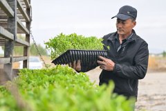 记者丁磊摄从人工移栽番茄苗到机械