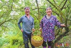 为茶产量成长注入新动能